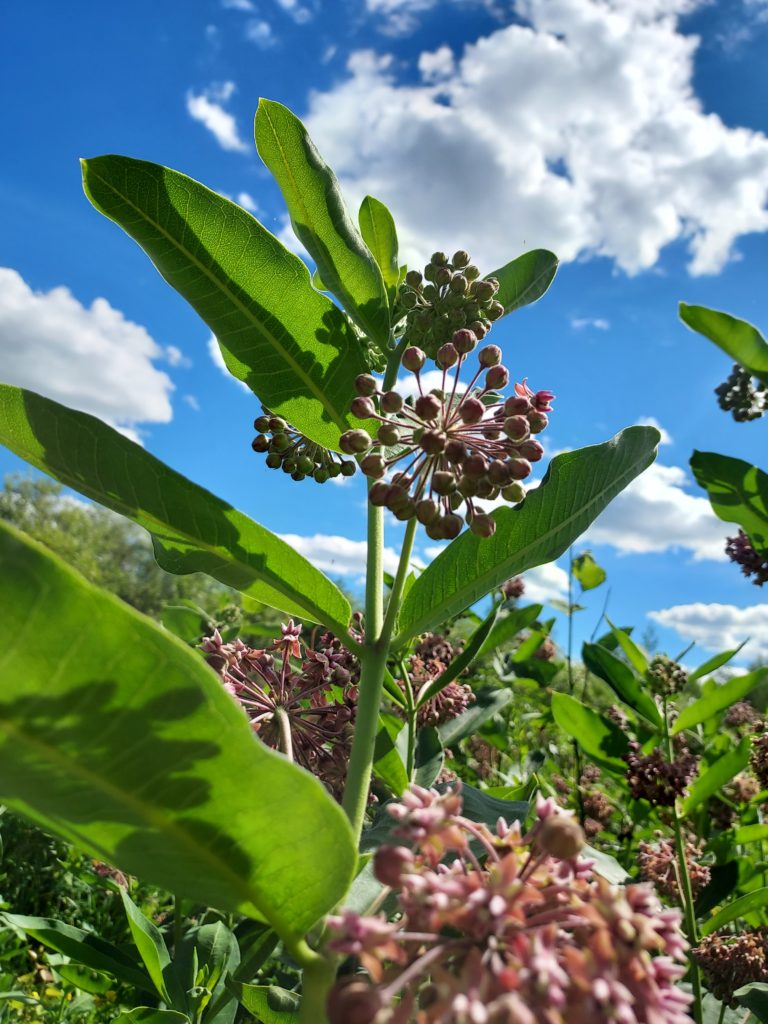 Wild Soda & Salve with Milkweed and Fireweed