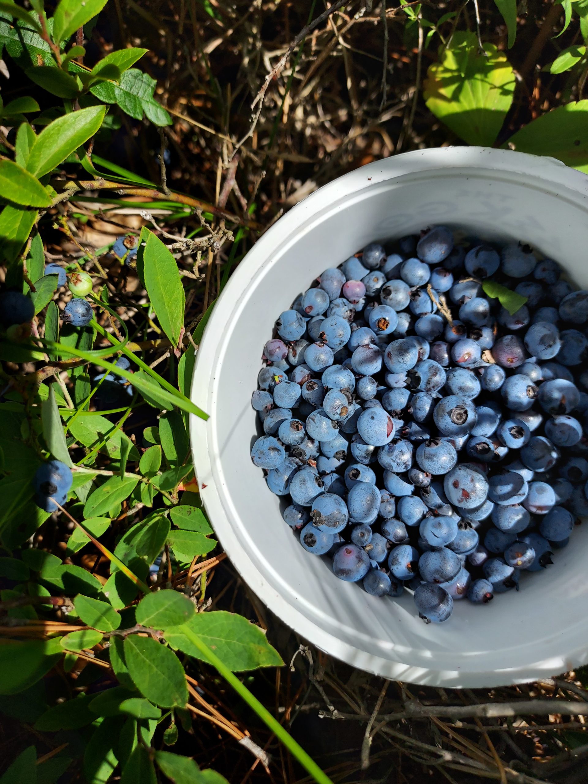 Foraging for some Plant Friends